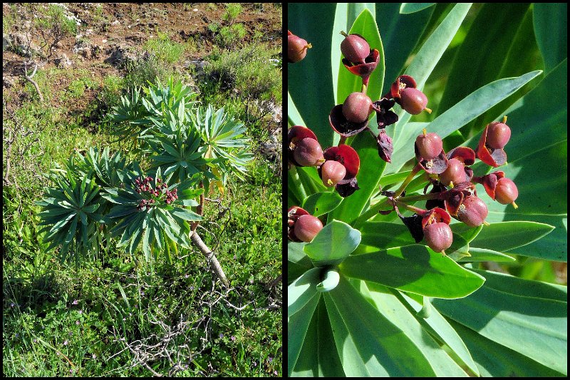 B (27) Euphorbia atropurpurea.JPG